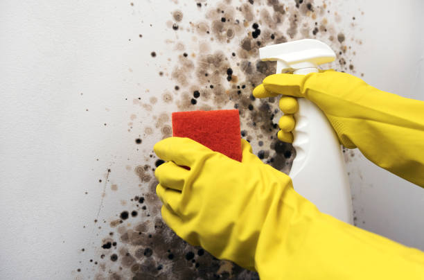 Best Same-Day Mold Removal  in Smithfield, NC
