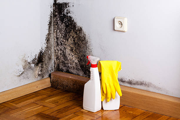 Best Mold Remediation Experts  in Smithfield, NC